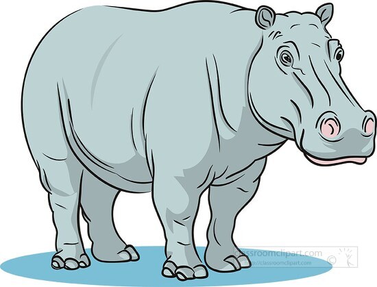 large standing african hippopotamus