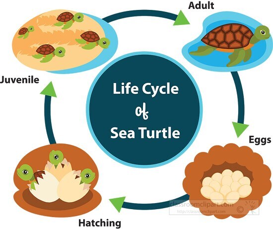 life cycle diagram of sea turtle clipart