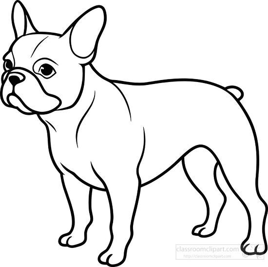 Line drawing of a French bulldog standing
