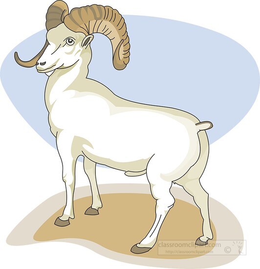long horn bighorn sheep with long curved horns