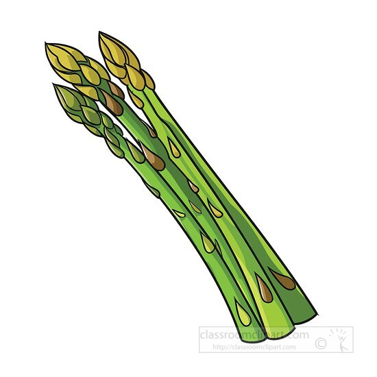 long slender stalks of asparagus  clip art