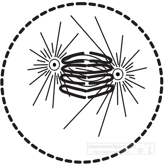 mitosis black white outline clipart