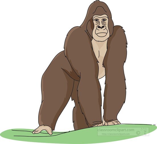 mountain gorilla clipart