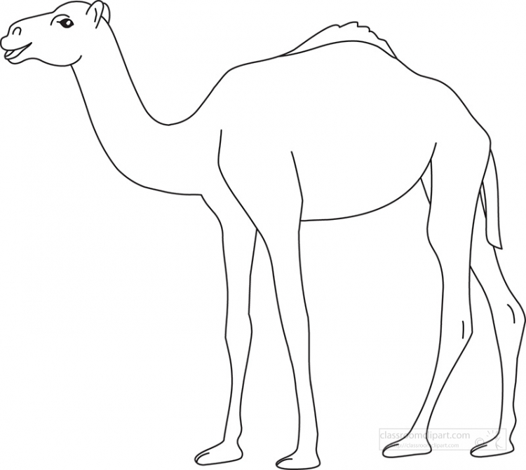 one humped dromedary camel black outline clipart 2