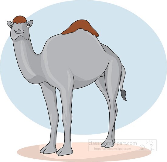one humped dromedary camel gray color clipart