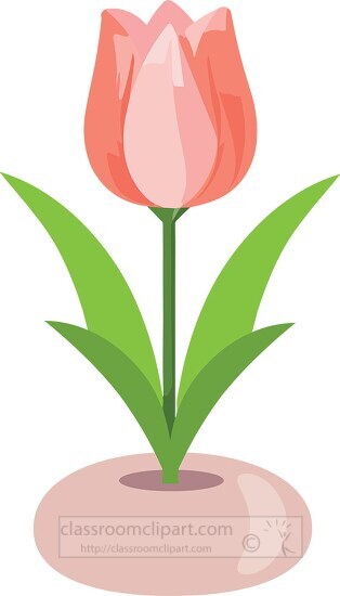 one pink tulip flower with green leaves in round pot