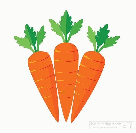 three bright orange organic carrots each with leafy green tops clipart