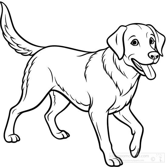 Outline drawing of a friendly Labrador Retriever standing alert