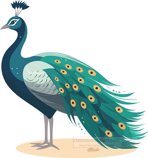 peacock with a small crest of feathers on head clip art