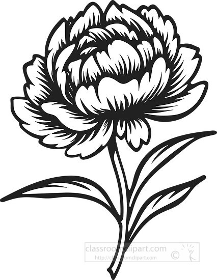 peony flower with stem and leaves black outline