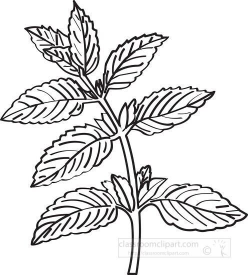 peppermintherb black white outline clipart