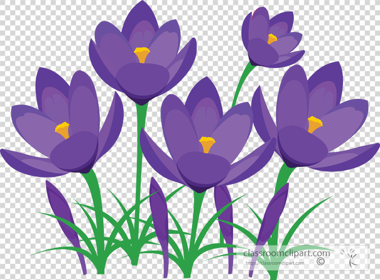 perennial purple crocus spring flower