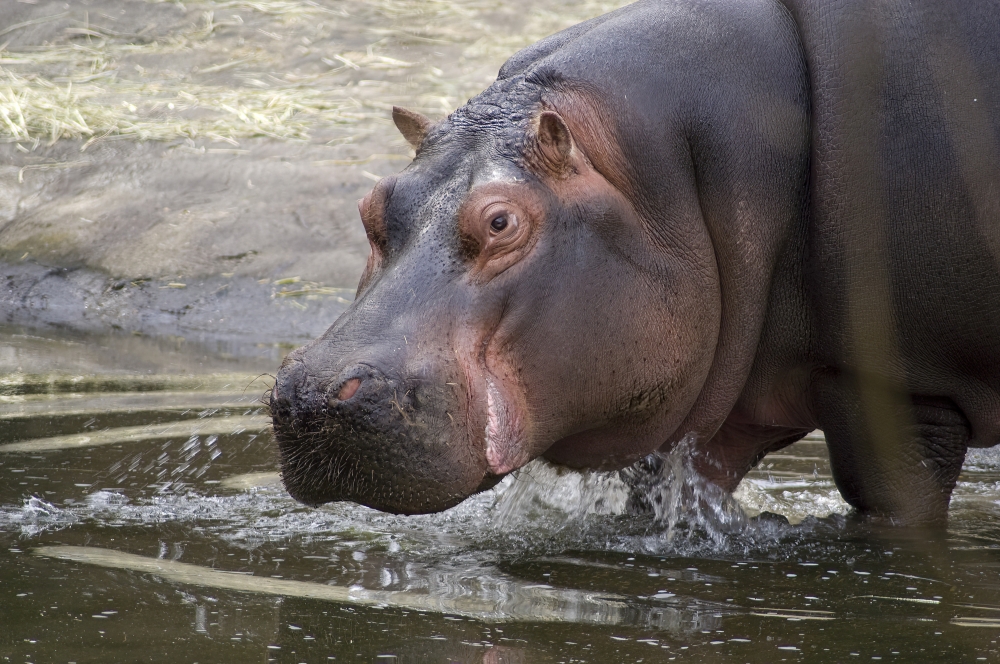  hippopotamus entering water at zoo