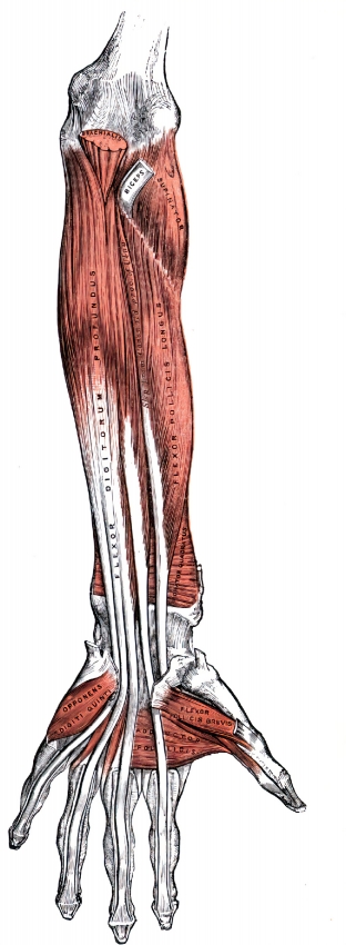  muscous sheaths of tendons on front of wrist and digits