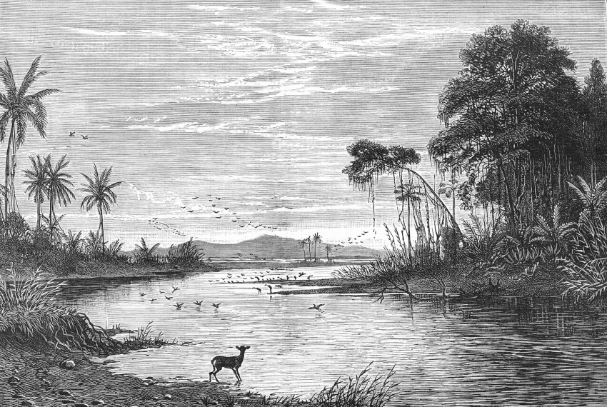 A River Scene in Venezuela Illustration