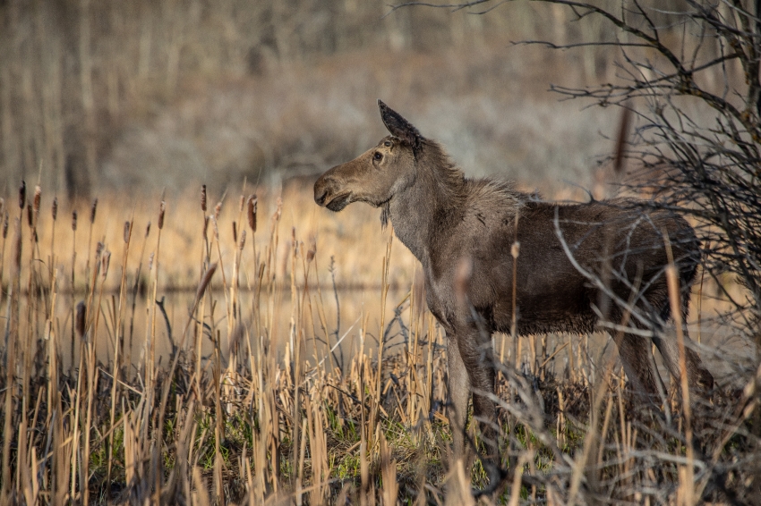 a young moose montana
