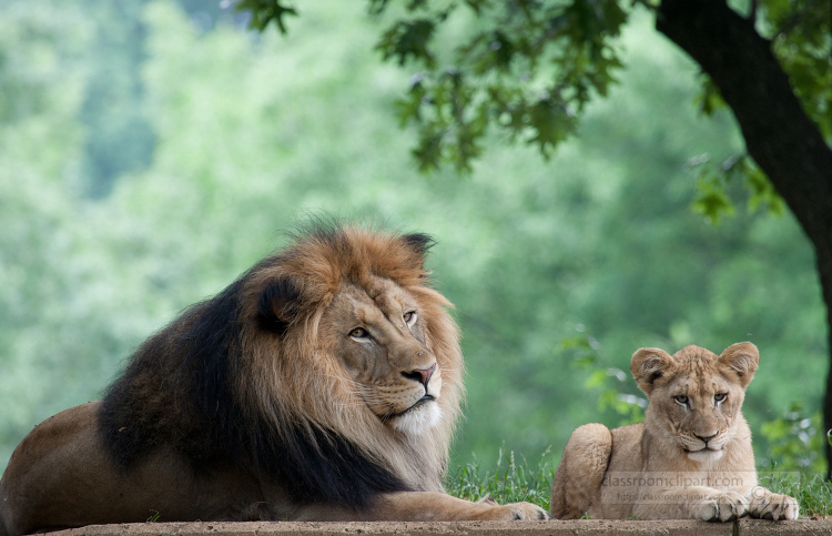 Adult female African Lion with her cub resting under a tree