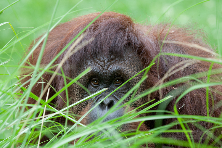 adult Orangutan partially hidden by tall grass