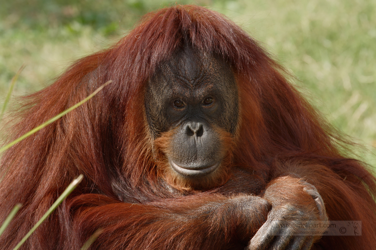 adult Orangutan sitting in the grass