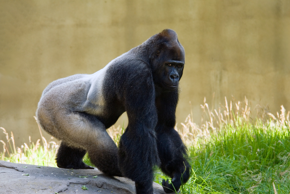 adult silverback western lowland gorilla 160