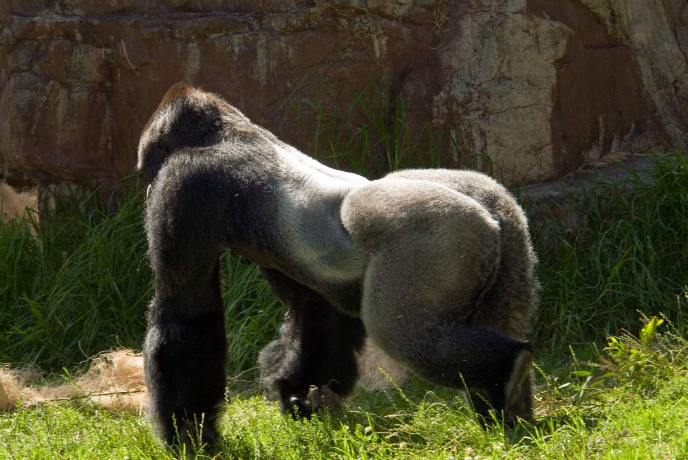 adult silverback western lowland gorilla side and back new 109