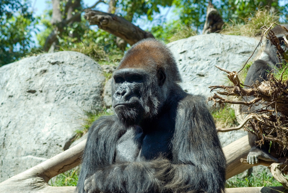 adult western lowland gorilla 193