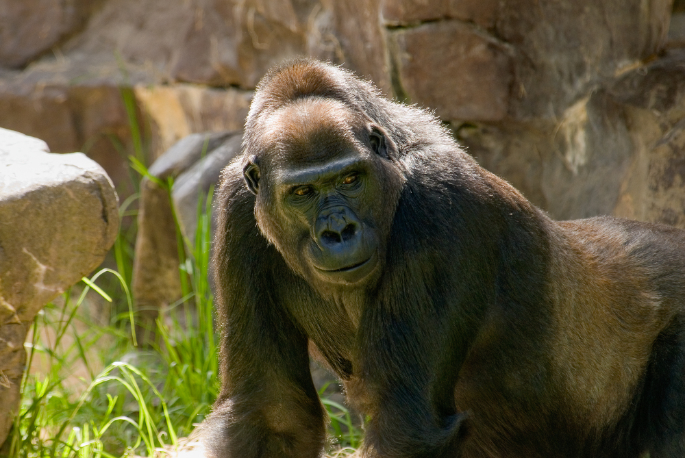 adult western lowland gorilla 195