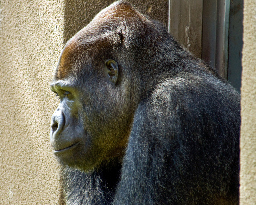 adult western lowland gorilla closeup sideview