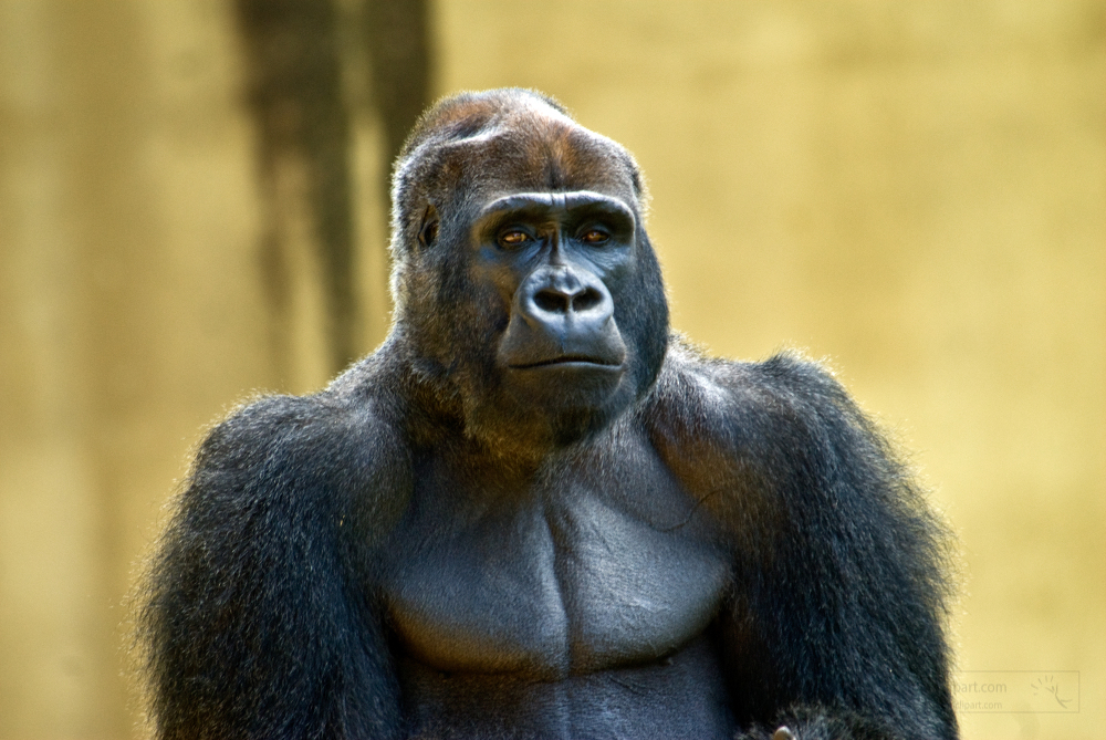 adult western lowland gorilla front view closeup