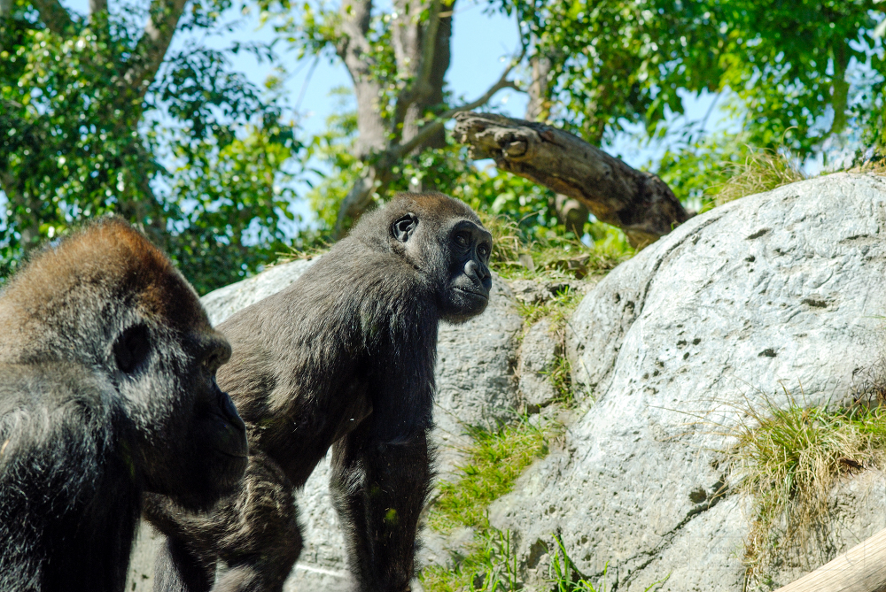 adult western lowland gorilla near rocks