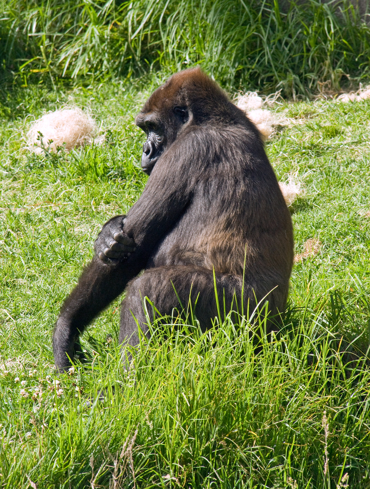 adult western lowland gorilla sits in grass
