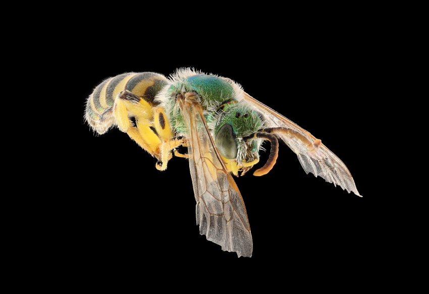 Agapostemon