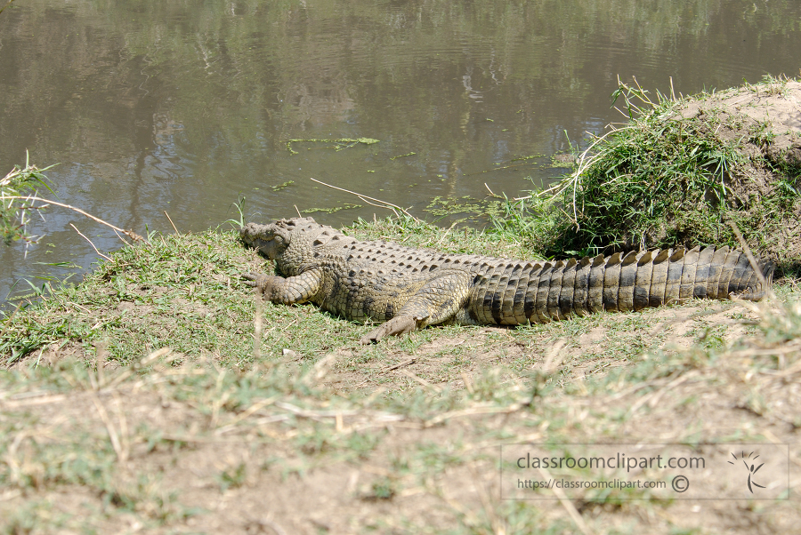 alligator at the edge of lake kenya africa 050