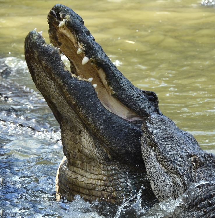 alligator out of the water closeup shows teeth