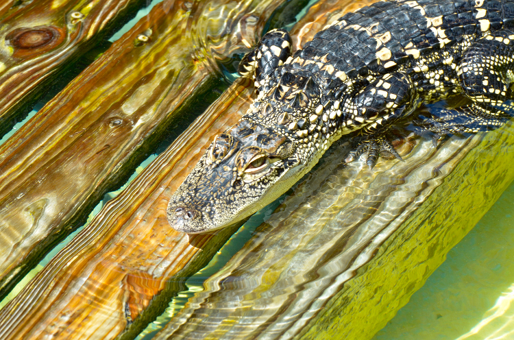 alligator partially in the water