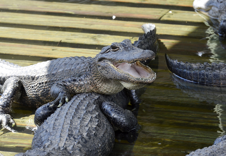 alligator sitting on another with mouth open