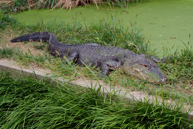 American Alligator near a pond at zoo