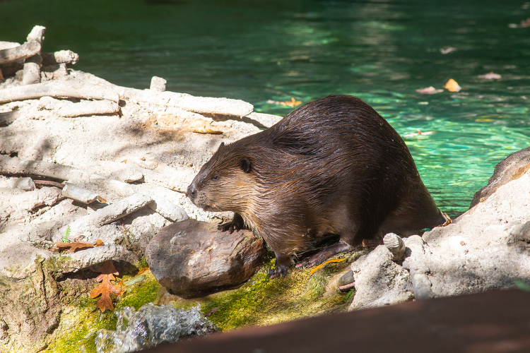 American Beaver at zoo