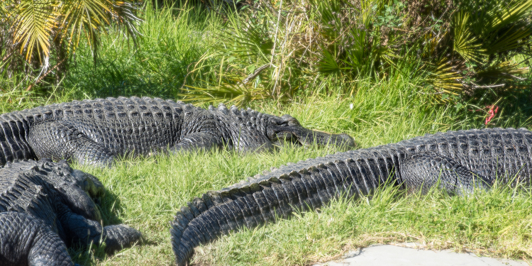 american-alligator-resting-on-grassy-area-photo-8579E