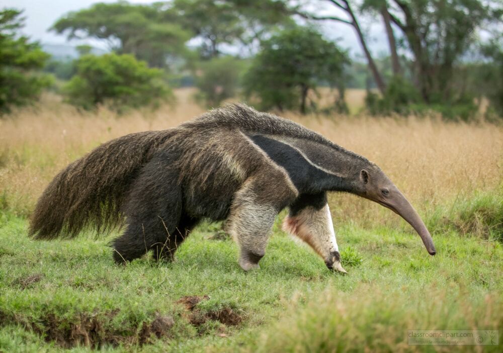 anteaters bushy tail moves through tall grass