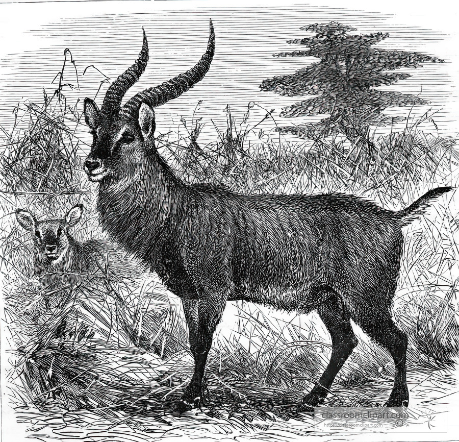 antelope historical illustration africa