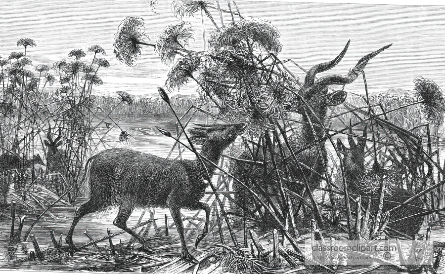 antelopes among the marshes historical illustration africa