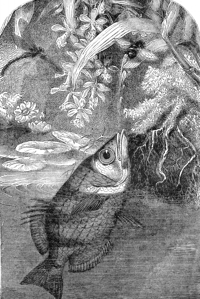 archer fish historical illustration