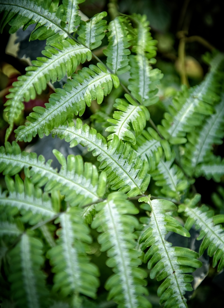 Argyraea silver brake fern photo