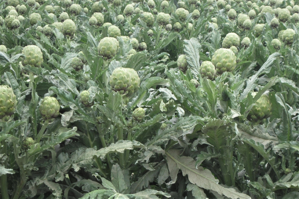 Artichokes growing