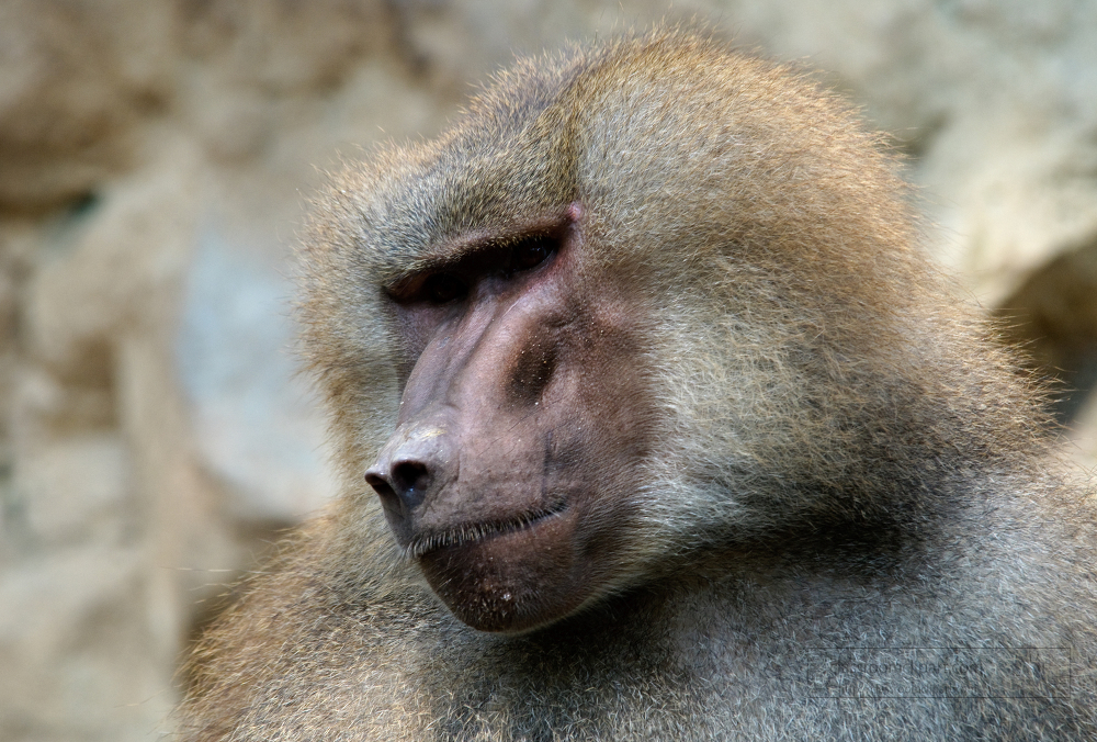 baboon large primate shows prominent snout singapore