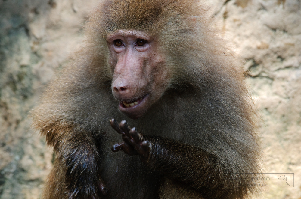 baboon shows teeth and hand
