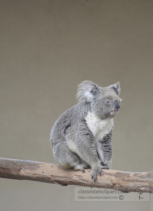 baby australian koala sitting on tree branch