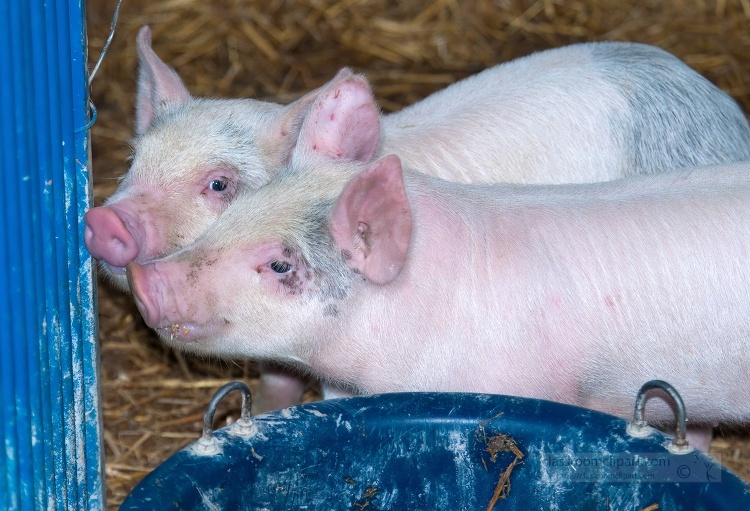 baby pigs at farm 28