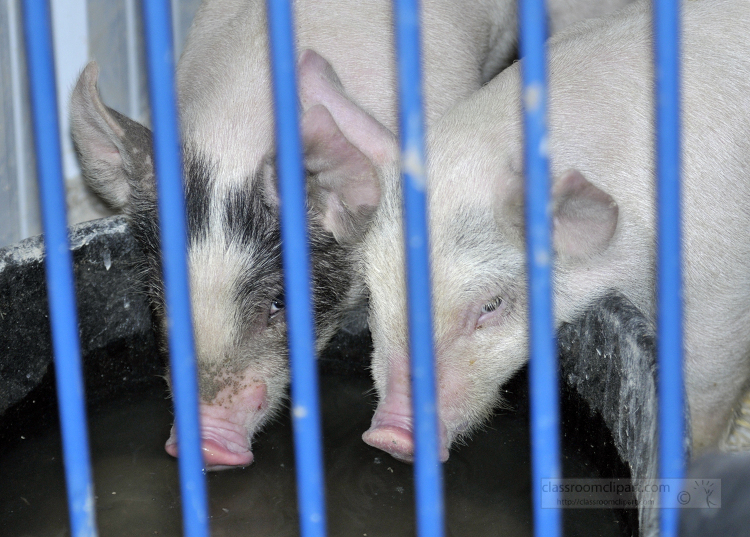 baby pigs at farm 29